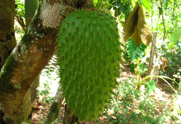 Chuť jahôd a banánu sa spája v anone