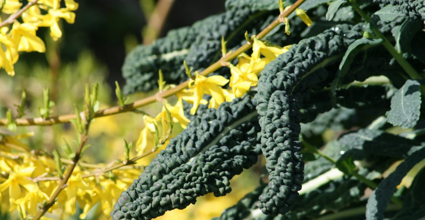 Ochrana rastlín bez chémie? Dá sa to.