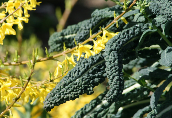Ochrana rastlín bez chémie? Dá sa to.