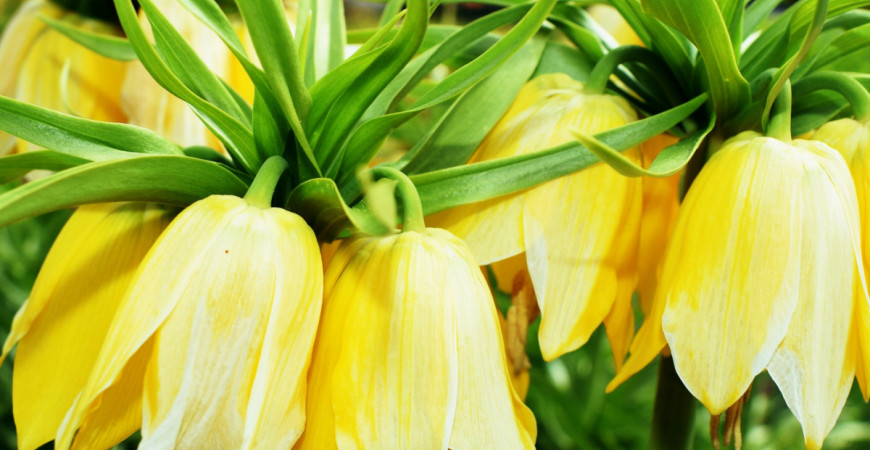 Korunkovka, kockovaná i kráľovska bude dominantou jarnej záhrady