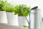 Preneste si leto do kuchyne. Bylinky môžete pestovať i v zime – na okennom parapete.