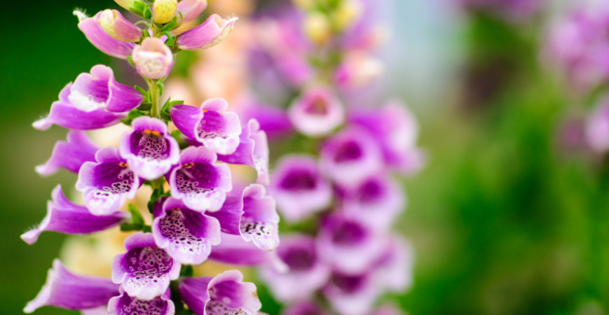 Náprstník červený, krásna, ale prudko jedovatá rastlina