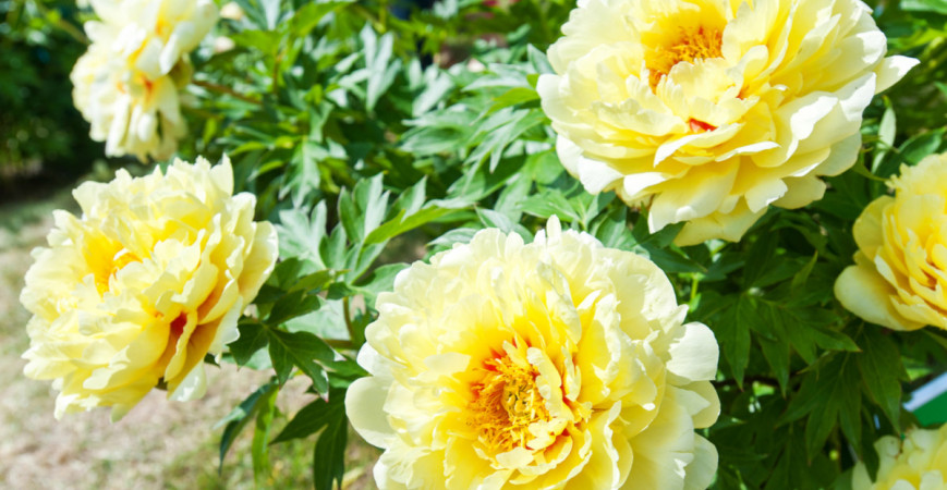 Pivonky môžete vysádzať i na jeseň