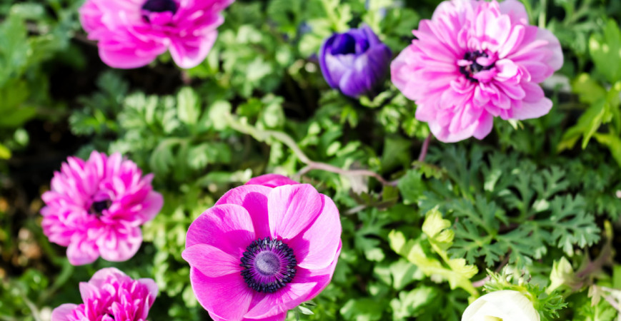 Sasanky – atraktívne trvalky našich záhrad