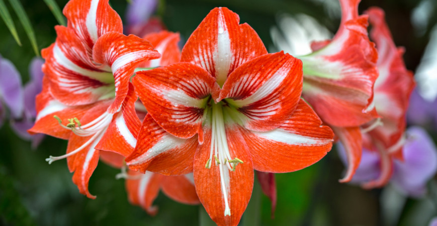 Atraktívna kvitnúca izbová rastlina – Zornica