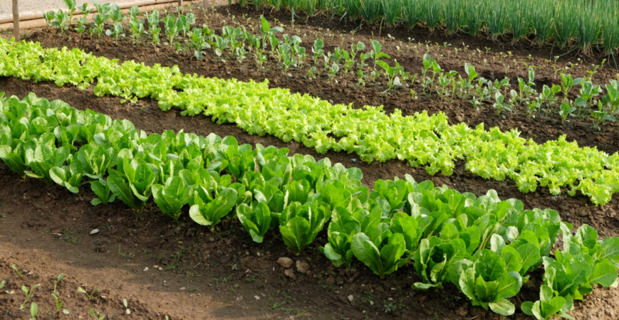 Nielen kvety môžu byť ozdobou záhrady, skúste to so zeleninou 