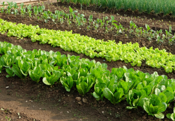 Nielen kvety môžu byť ozdobou záhrady, skúste to so zeleninou 