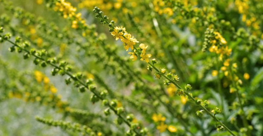 Repík - univerzálna liečivka 