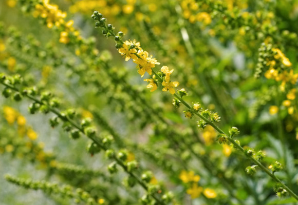 Repík - univerzálna liečivka 