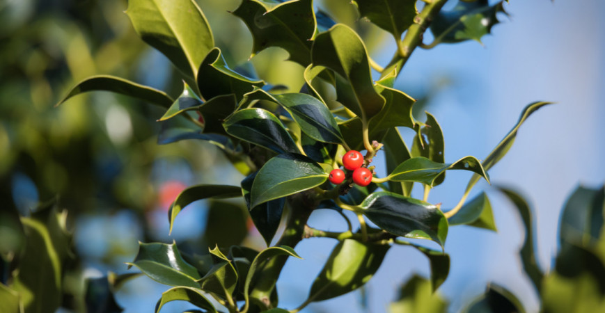 Cezmína - symbol Vianoc aj celoročná ozdoba záhrady 