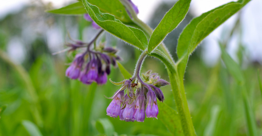 Nezvyčajné vytrvalé zeleniny 
