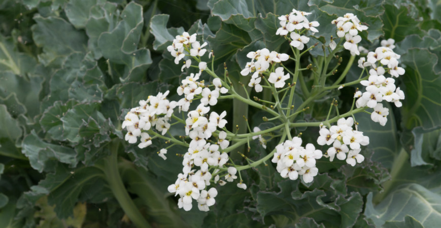 Rastliny s exotickými menami - Katran, hlízola, topinambur, vavrín či sladké drievko