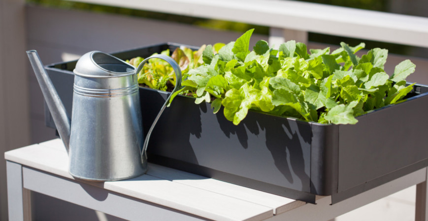 Jedlá záhrada na terase, alebo ako osádzať balkón podľa orientácie na rôzne svetové strany 
