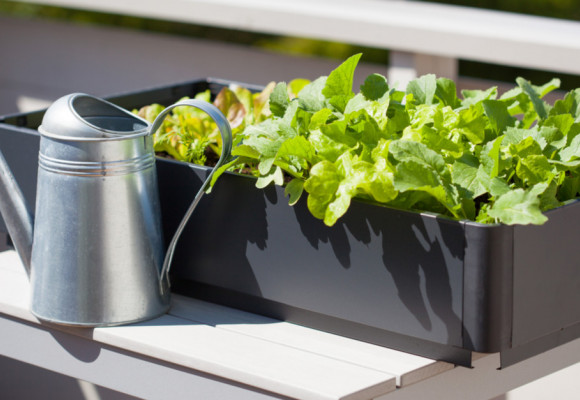 Jedlá záhrada na terase, alebo ako osádzať balkón podľa orientácie na rôzne svetové strany 