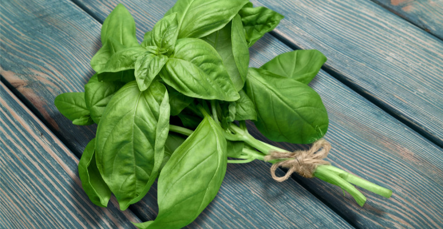 Bazalka, kráľovské korenie pre gurmánov, je najlepšie čerstvé 