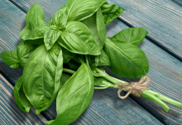 Bazalka, kráľovské korenie pre gurmánov, je najlepšie čerstvé 