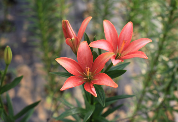 Na výsadbu jarných cibuľovín je už neskoro, ale na tie letné, máte ešte chvíľku času