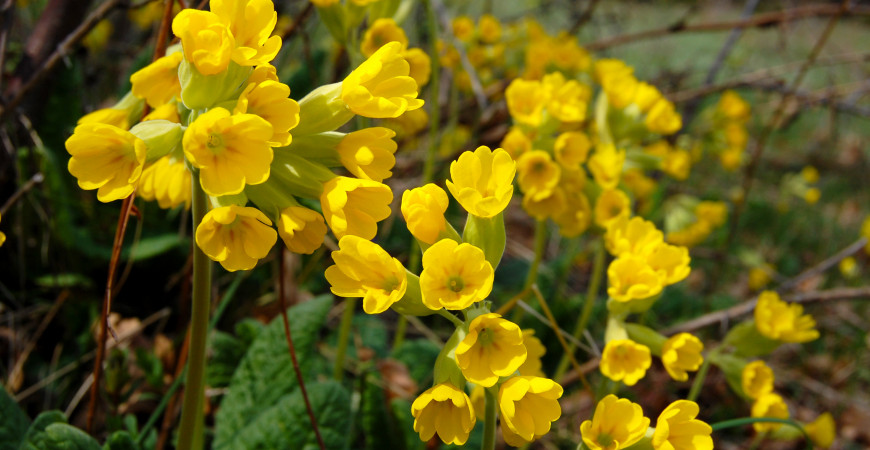 Poslom jari nemusia byť len cibuľoviny, sú nimi tiež niektoré trvalky 