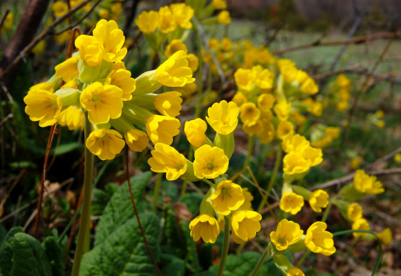 Poslom jari nemusia byť len cibuľoviny, sú nimi tiež niektoré trvalky 