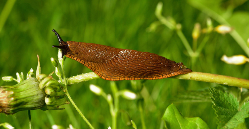 Marec a apríl je časom vhodným na ochranu rastlín 