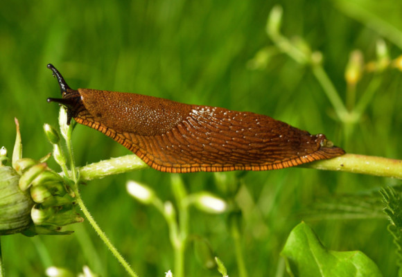 Marec a apríl je časom vhodným na ochranu rastlín 