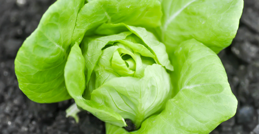 Jednoduché pestovanie, rýchly rast. Zo širokého sortimentu šalátov si vyberie každý. 