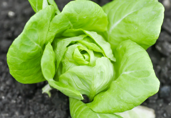 Jednoduché pestovanie, rýchly rast. Zo širokého sortimentu šalátov si vyberie každý. 