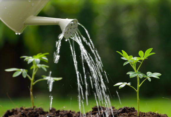 Sú krásne i v zime a nenáročné na pestovanie - kotúče 