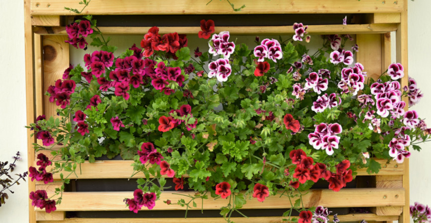 V apríli sa postarajte o prenosné rastliny a začnite s výsevom letničiek 