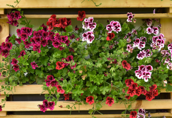 V apríli sa postarajte o prenosné rastliny a začnite s výsevom letničiek 