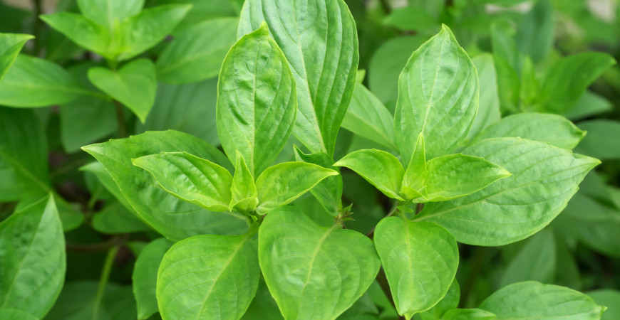 Vysádzajte zmiešané kultúry, obmedzíte výskyt škodcov