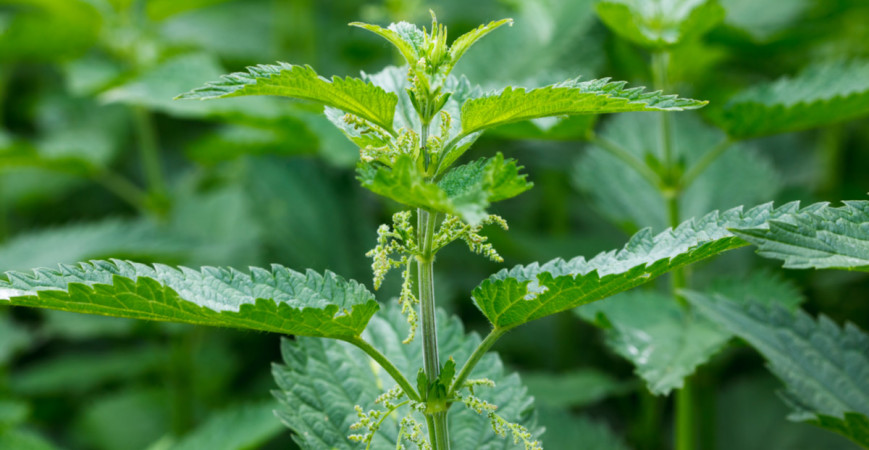 Pozrite sa na žihľavu aj z jej druhej stránky, tej užitočnej