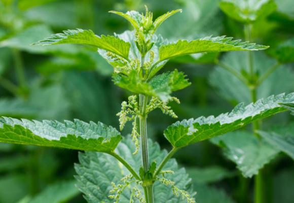 Pozrite sa na žihľavu aj z jej druhej stránky, tej užitočnej