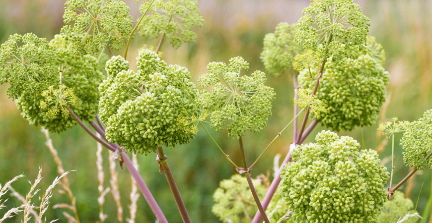 Archangelika lekárska, rastlina s neobyčajnými účinkami pôsobiacimi na ľudské telo 