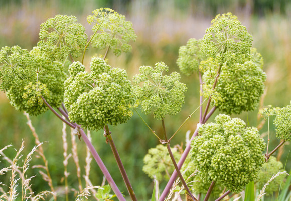 Archangelika lekárska, rastlina s neobyčajnými účinkami pôsobiacimi na ľudské telo 