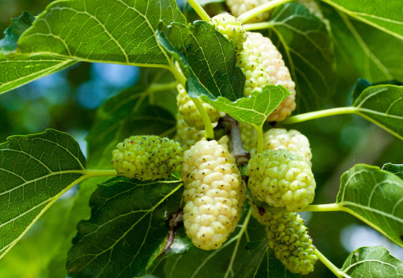 Čakáte na úrodu, ktorá stále neprichádza? Niektoré rastliny treba vysádzať v pároch, nezabudnite na to pri výsadbe.