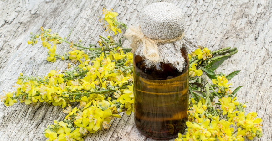 Divozel môže byť krásnou dominantou záhona, navyše je liečivá 