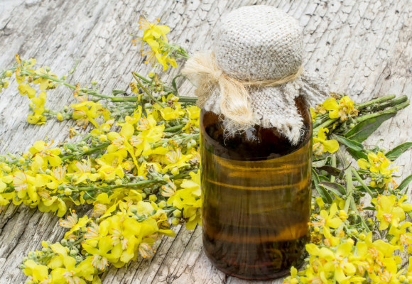 Divozel môže byť krásnou dominantou záhona, navyše je liečivá 