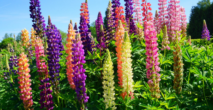 Vysoké kostrnky kvitnúcich trvaliek záhradu skrášlia