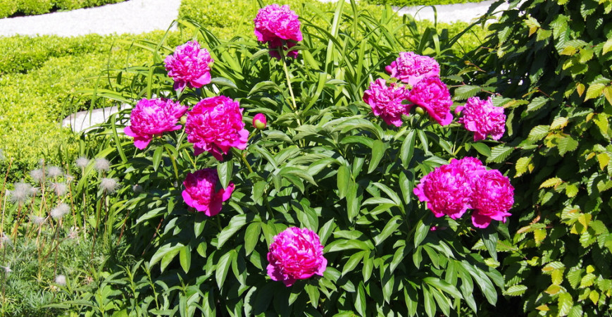 Začína sezóna kvetov pivoniek