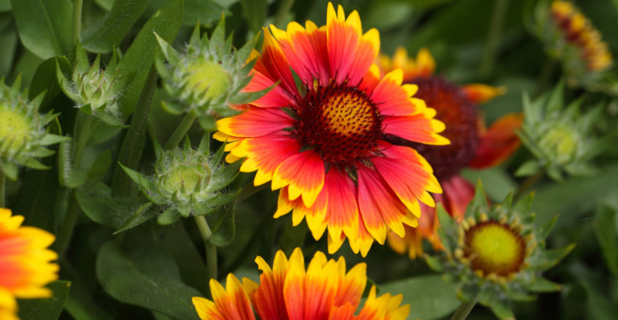 Kokardy, vytrvalé kvitnúce krásky 