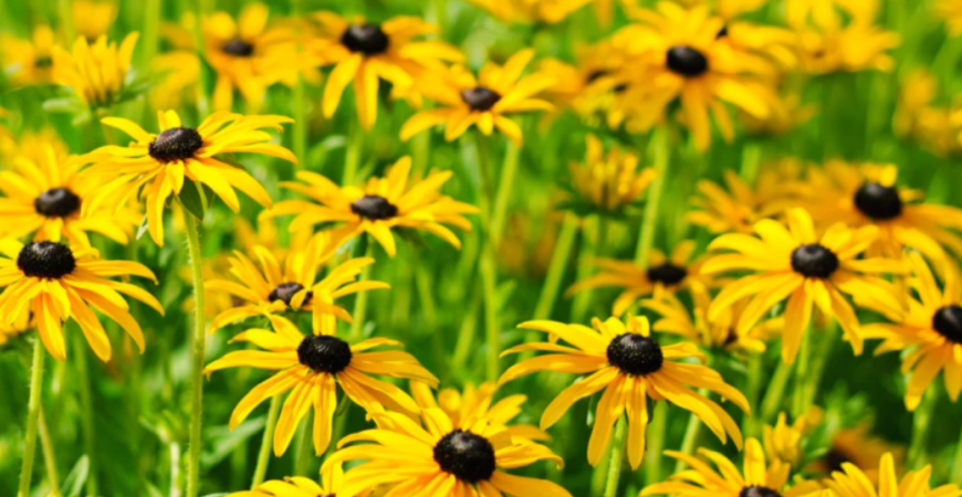 Rudbekie - kvety žiarivých farieb, podobné margarétkam