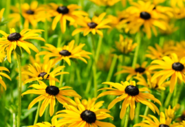 Rudbekie - kvety žiarivých farieb, podobné margarétkam