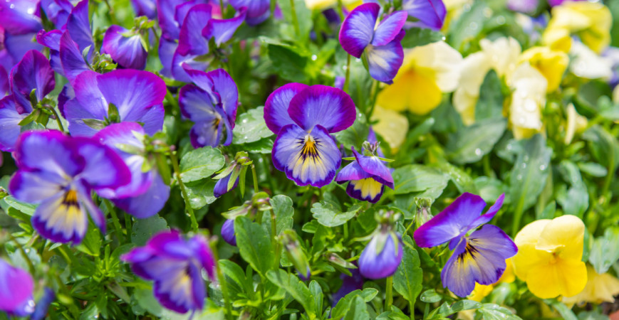 Kvitnú veľkú časť roka, sirôtky do kvetináča i na záhon