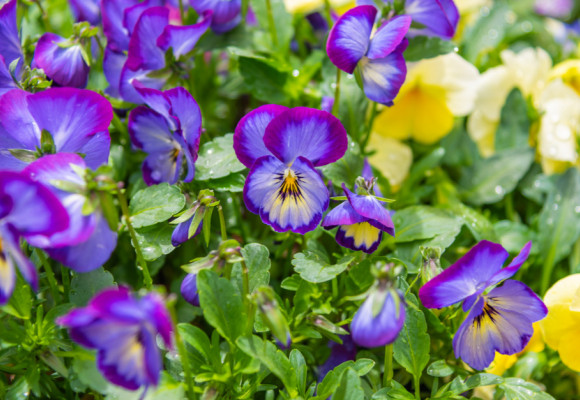 Kvitnú veľkú časť roka, sirôtky do kvetináča i na záhon