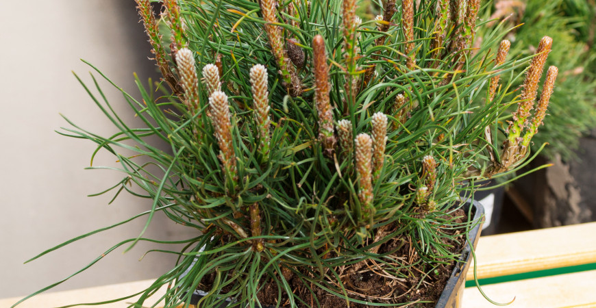 Bonsai - strom v miske (pestovanie izbových a vonkajších bonsajov) 