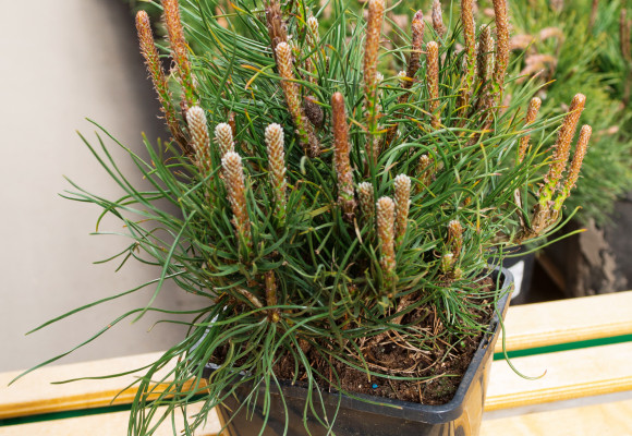 Bonsai - strom v miske (pestovanie izbových a vonkajších bonsajov) 