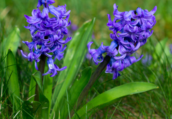 Rýchlenie hyacintov v domácich podmienkach - pri správnej starostlivosti na Vianoce vykvitnú 