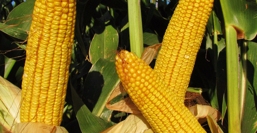 Cukrová kukurica je výnimočne sladká zelenina a nie je náročné ju pestovať