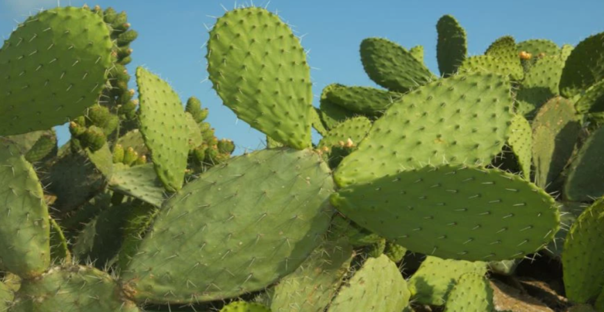Opuncia, kvitnúci kaktus, ktorý plodí lahodné plody